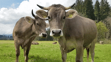 vaca